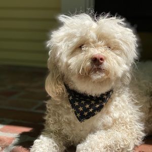 Meet your Posher, Anne